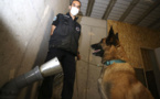 A Ajaccio, des chiens entraînés à détecter une éventuelle odeur du Covid-19