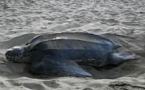 Une tortue géante découverte sur une plage en Camargue