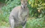 Un kangourou en vadrouille au bord d'une nationale de Charente