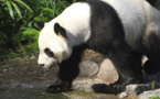 Le Canada va renvoyer deux pandas géants en Chine, par manque de bambou