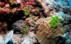 Les milieux marins d'Australie sévèrement dégradés par le réchauffement