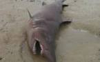 L'échouage d'un requin dans la Manche surprend les spécialistes