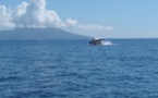 Les premières baleines vues à Taapuna