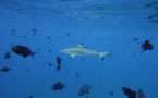 ​Morsure de requin à la Vallée Blanche : le prestataire jugé le 9 juin