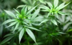 L'expérimentation thérapeutique du cannabis reportée "au plus tard en janvier"