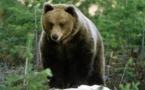 Les défenseurs de l'ours appellent Hollande à reprendre les réintroductions