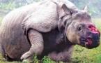 Le massacre des rhinocéros s'accélère en Afrique du Sud