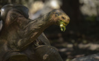 Galapagos: Diego, la tortue qui a sauvé son espèce, de retour sur son île