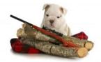 Dordogne: le chien appuie sur la gâchette, le chasseur perd la main
