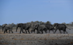 Botswana: mort mystérieuse d'au moins 275 éléphants