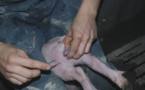 La fin de la castration des cochons, c'est pour demain en France