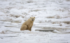 Réchauffement: vers l'extinction des ours polaires d'ici 2100, prévient une étude
