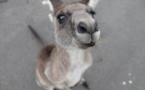 Un kangourou fait faux bond à son propriétaire et sème la pagaille en Floride