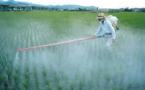 Pesticides: les sénateurs dénoncent les risques pour les utilisateurs