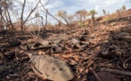 Brésil: trois fois plus d'incendies cette année au Pantanal