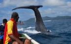 Une baleine à bosse inquiète au Sud de Fidji