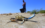 Le crabe bleu, bête noire des pêcheurs albanais