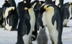 Plus de colonies de manchots empereurs qu'on ne le pensait