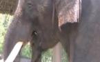 Un éléphant coréen peut imiter le langage humain