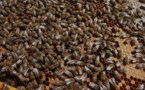 Apiculture : la filière polynésienne à la loupe
