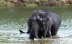 Trois éléphants menacés d'extinction tués "par vengeance"