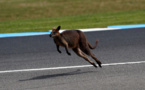 Un wallaby secouru en pleine nature dans l'Allier