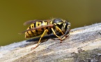 Les guêpes, des "mal-aimées" pourtant bien utiles