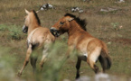 Mystère autour d'une série de mutilations de chevaux