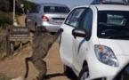 Afrique du Sud: les babouins du cap pourchassés au paintball