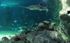 L'Australie crée le plus vaste réseau au monde de réserves marines