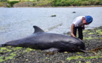 Une vingtaine de dauphins échoués sur les côtes de l'île Maurice