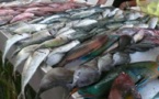 Pêche : 2011 confirme une reprise des exportations