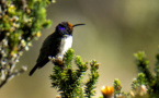 Equateur: un colibri émerveille la science avec son chant de contre-ténor
