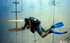Biomim4Coral : une nurserie de corail sans plastique