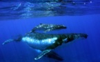 Baleines : la saison 2012 s’achève