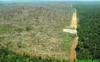 La déforestation au Brésil atteint son plus bas niveau historique