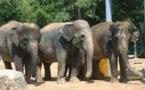 Un zoo néerlandais donne gratuitement 4 éléphants belliqueux
