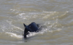 Australie: des baleines à bosses s'égarent dans une rivière infestée de crocodiles