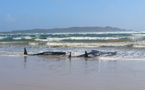 Australie: des centaines de cétacés coincés dans une baie de Tasmanie
