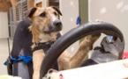 En Nouvelle-Zélande, des chiens prennent le volant