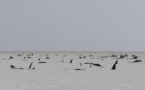 Australie: hécatombe de "dauphins-pilotes" coincés dans une baie