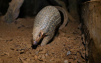 Le Vietnam durcit la lutte contre le trafic de pangolins
