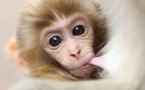Canada: un bébé singe en fuite devient une célébrité sur internet