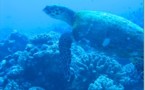 Tortues, requins, baleines : vers un sanctuaire polynésien