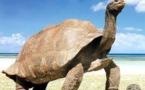 Une vaste dératisation pour la renaissance des tortues géantes des Galapagos