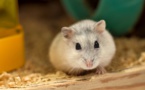 Covid-19: résultats encourageants d'un antimicrobien sur des animaux