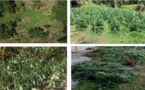​2 898 plants de cannabis saisis à Huahine
