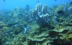Le boum économique de la Chine a détruit une grande partie de ses coraux