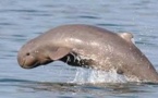 La bataille "sans fin" pour sauver les dauphins du Mékong
