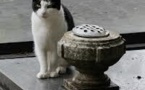 Un chat inconsolable se rend chaque jour sur la tombe de son maître